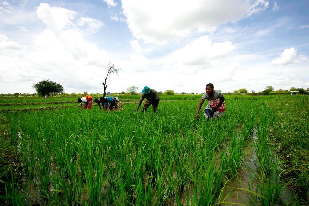 Morogoro Valley Produce