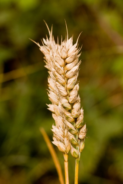 Tanzanian Wheat